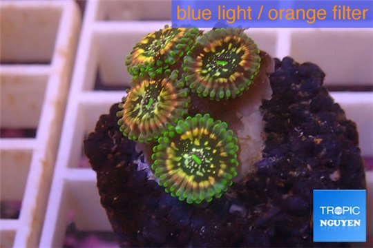 Zoanthus mystic 1-2 cm WYSIWYG acclimaté