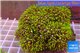 Pachyclavularia neon green 8-12 cm WYSIWYG acclimaté