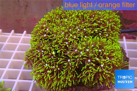 Pachyclavularia neon green 8-12 cm WYSIWYG acclimaté