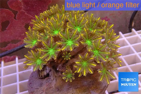 Clavularia papaya orange green 8-12 cm WYSIWYG acclimaté