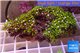 Pachyclavularia neon green 5-7 cm WYSIWYG acclimaté