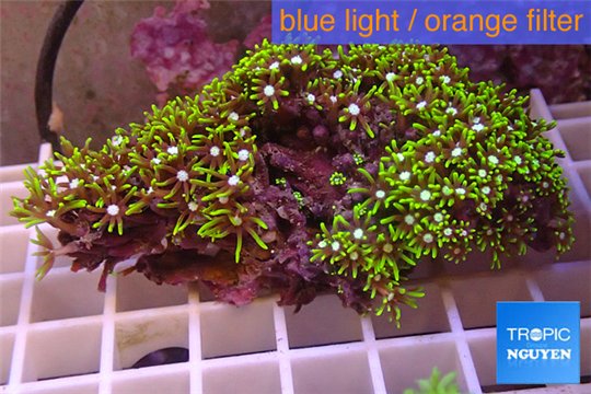 Pachyclavularia neon green 5-7 cm WYSIWYG acclimaté
