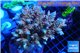 Acropora purple blue Indonesia 8-12 cm WYSIWYG acclimaté