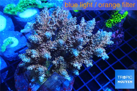 Acropora purple blue Indonesia 8-12 cm WYSIWYG acclimaté
