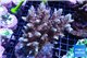 Acropora purple blue Indonesia 8-12 cm WYSIWYG acclimaté