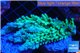 Acropora green ice frag 6-8 cm WYSIWYG acclimaté