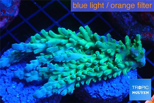 Acropora green ice frag 6-8 cm WYSIWYG acclimaté