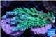 Acropora green ice frag 6-8 cm WYSIWYG acclimaté