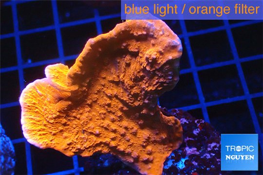 Montipora red cap 4-5 cm WYSIWYG acclimaté