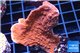 Montipora red cap 4-5 cm WYSIWYG acclimaté