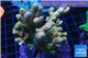 Acropora pink Indonesia 8-12 cm WYSIWYG acclimaté