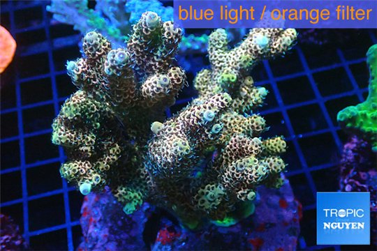 Acropora pink Indonesia 8-12 cm WYSIWYG acclimaté