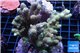 Acropora pink Indonesia 8-12 cm WYSIWYG acclimaté