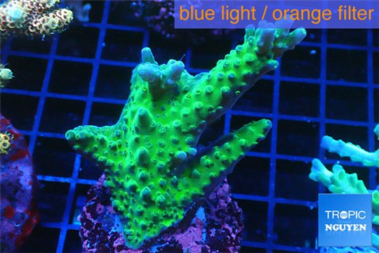 Acropora green purple 3-4 cm WYSIWYG acclimaté