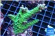 Acropora green purple 3-4 cm WYSIWYG acclimaté