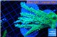 Acropora green ice frag 7-9 cm WYSIWYG acclimaté