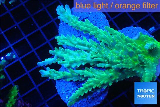 Acropora green ice frag 7-9 cm WYSIWYG acclimaté