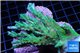 Acropora green ice frag 7-9 cm WYSIWYG acclimaté