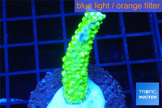 Acropora full neon green 3-5 cm WYSIWYG acclimaté