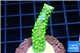 Acropora full neon green 3-5 cm WYSIWYG acclimaté