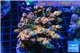 Acropora pink cherry pop Indonesia 8-12 cm WYSIWYG acclimaté