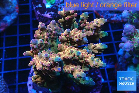Acropora pink cherry pop Indonesia 8-12 cm WYSIWYG acclimaté