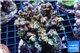 Acropora pink cherry pop Indonesia 8-12 cm WYSIWYG acclimaté