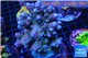 Acropora pink purple Indonesia 8-12 cm WYSIWYG acclimaté