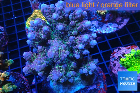 Acropora pink purple Indonesia 8-12 cm WYSIWYG acclimaté