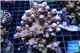 Acropora pink purple Indonesia 8-12 cm WYSIWYG acclimaté