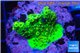 Acropora full neon green 3-5 cm WYSIWYG acclimaté