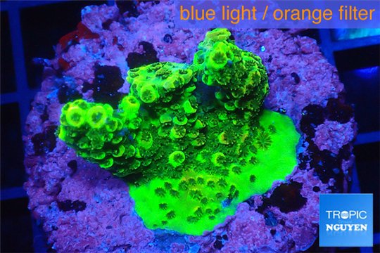 Acropora full neon green 3-5 cm WYSIWYG acclimaté