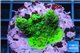Acropora full neon green 3-5 cm WYSIWYG acclimaté