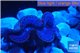 Tridacna maxima blue breeding 4-6 cm WYSIWYG acclimaté
