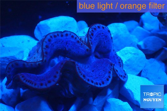 Tridacna maxima blue breeding 4-6 cm WYSIWYG acclimaté