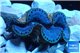 Tridacna maxima blue breeding 4-6 cm WYSIWYG acclimaté