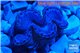 Tridacna maxima blue breeding 4-6 cm WYSIWYG acclimaté