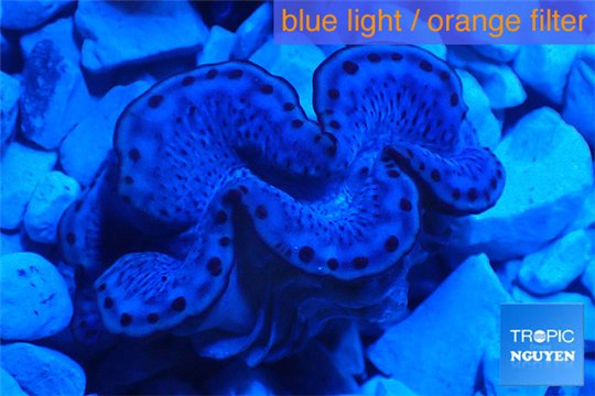 Tridacna maxima blue breeding 4-6 cm WYSIWYG acclimaté