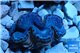 Tridacna maxima blue breeding 4-6 cm WYSIWYG acclimaté