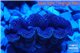 Tridacna crocea blue breeding 4-6 cm WYSIWYG acclimaté