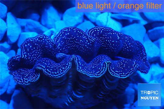Tridacna crocea blue breeding 4-6 cm WYSIWYG acclimaté