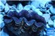 Tridacna crocea blue breeding 4-6 cm WYSIWYG acclimaté