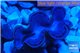 Tridacna maxima blue breeding 4-6 cm WYSIWYG acclimaté