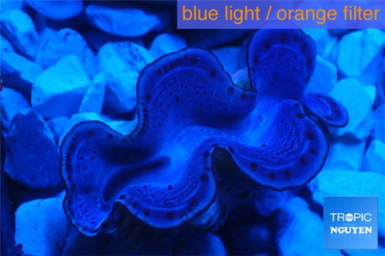 Tridacna maxima blue breeding 4-6 cm WYSIWYG acclimaté