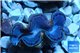 Tridacna maxima blue breeding 4-6 cm WYSIWYG acclimaté