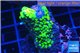 Acropora full neon green damaged 3-4 cm WYSIWYG acclimaté