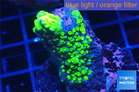 Acropora full neon green damaged 3-4 cm WYSIWYG acclimaté