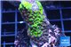 Acropora full neon green damaged 3-4 cm WYSIWYG acclimaté