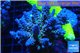 Acropora tenuis purple Indonesia 8-12 cm WYSIWYG acclimaté