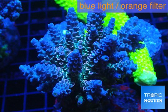 Acropora tenuis purple Indonesia 8-12 cm WYSIWYG acclimaté